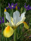BM5568 - IRIS DUTCH MIXED (Florist iris)