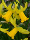 BN0391 - NARCISSUS FEBRUARY GOLD
