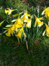 BN0587 - NARCISSUS LOBULARIS (Narcissus pseudonarcissus;LENT LILY; WILD DAFFODIL)